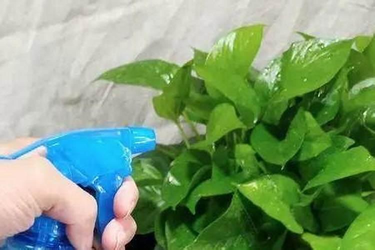 家庭养花怎样简单施肥