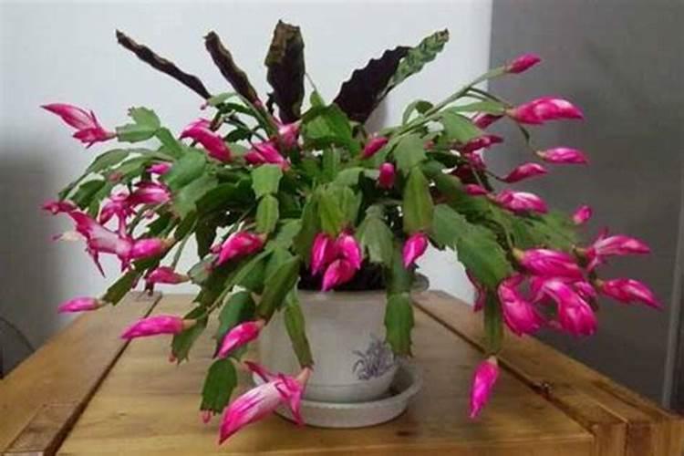 蟹爪兰有花苞施什么肥好