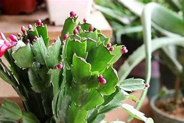 蟹爪兰施肥用什么肥