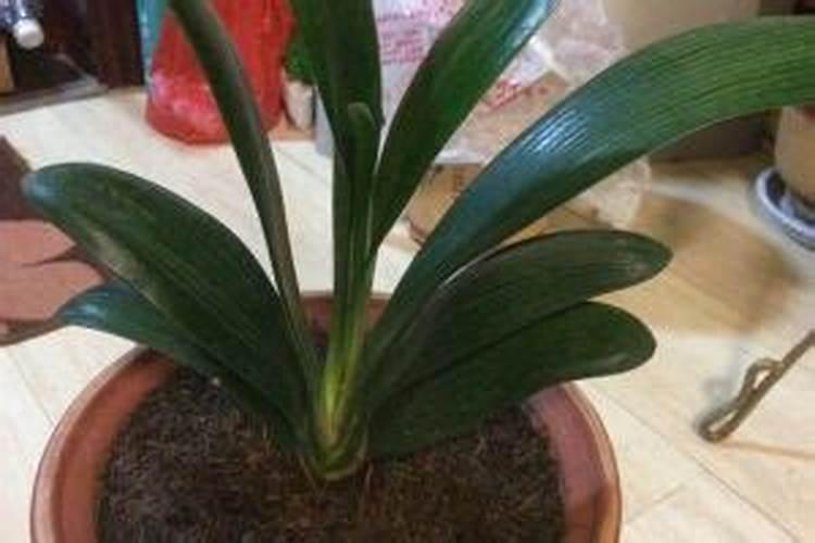 西瓜施肥时间及方法