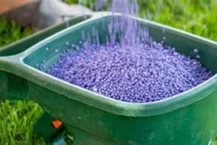 水菖蒲叶子长斑(水菖蒲叶子长斑怎么办？原因及防治方法详解)