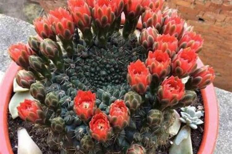 我养的紫薇花为什么还没有出花蕾