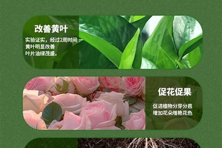 芋头的施肥时间 芋头什么时候施肥