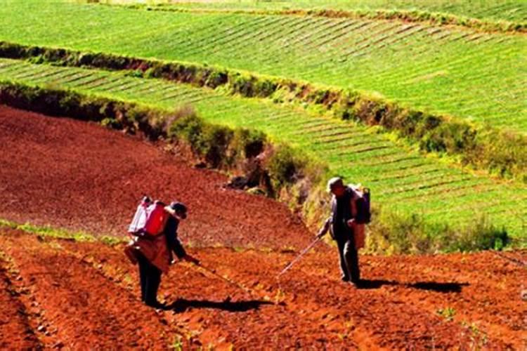 磷酸二铵能和硫酸铵一起混用吗