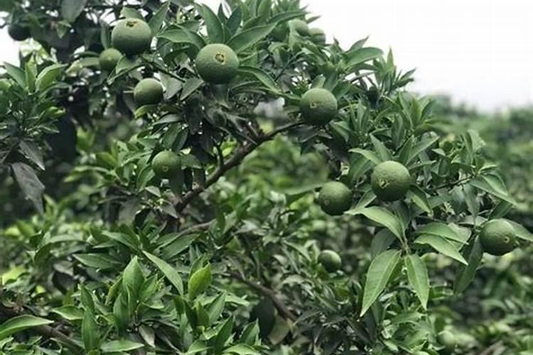 柑橘树秋肥该什么时候施 使用技巧有哪些