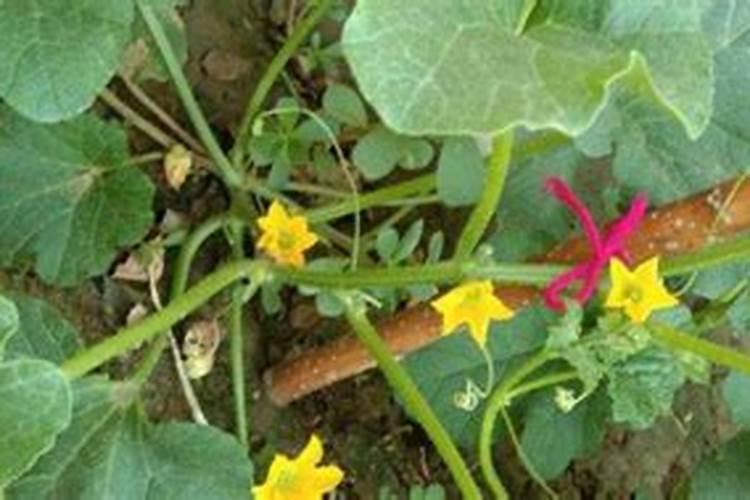 甜瓜叶子边焦黄枯萎了,是什么问题