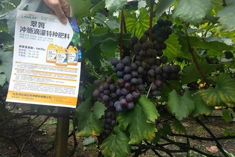 葡萄转色期,钾肥您用对了吗