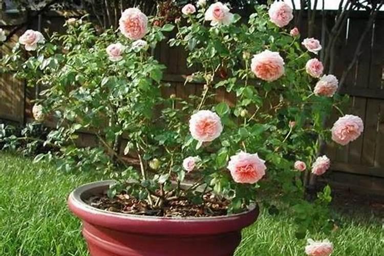 刚买回来的月季怎么办