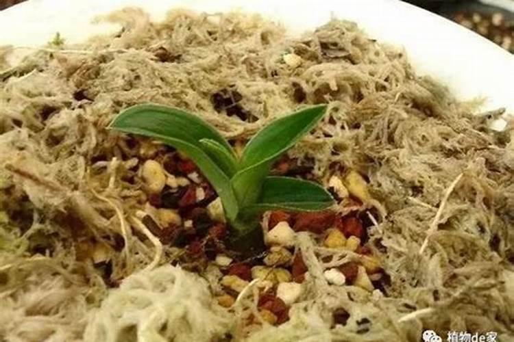 兰花花芽分化期怎么养护快速开花