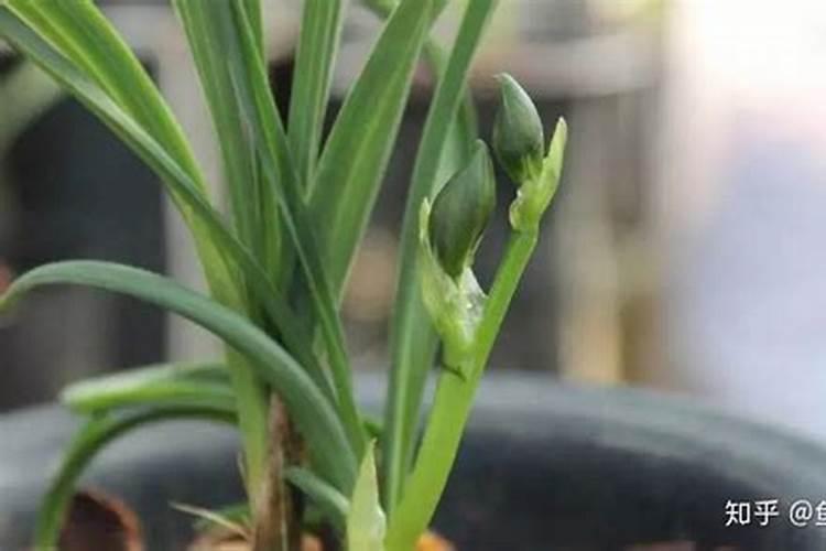 兰花可以用磷酸二氢钾肥吗