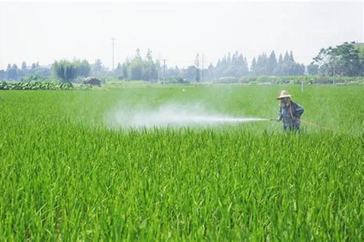 草莓膨果期用什么肥