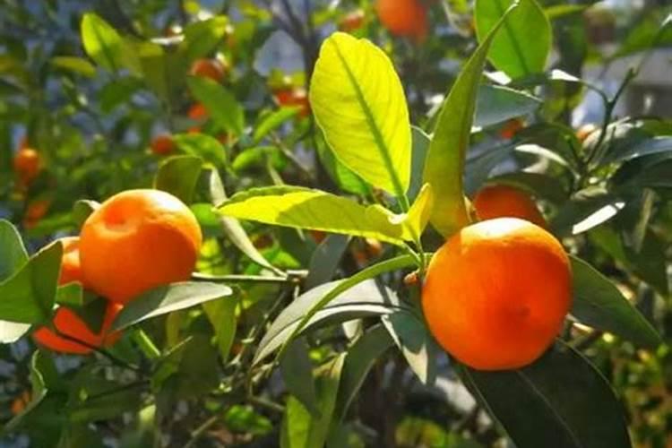 初中生社会实践调查报告