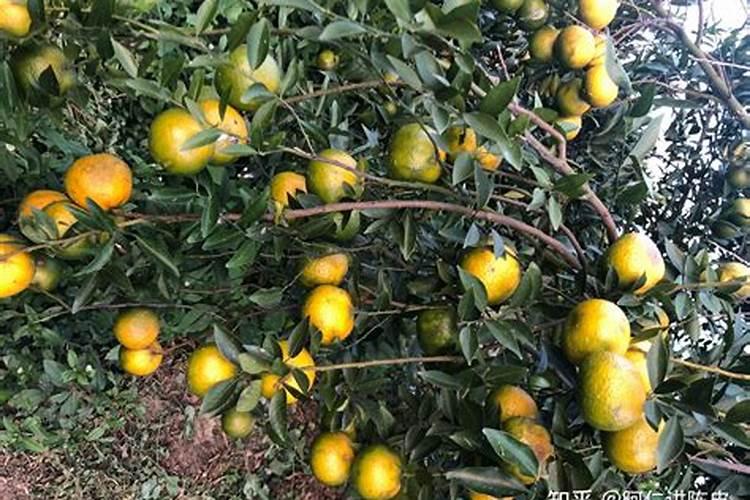 葡萄可以用尿素吗