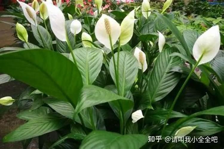 绿萝喷叶子用什么肥好