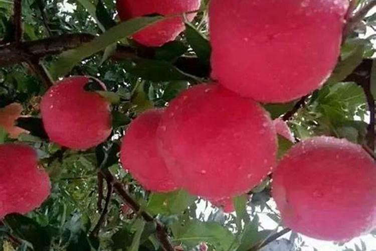 苹果树什么时候施肥好 如何给苹果树施肥