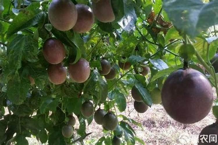 新型缓控释肥产业发展现状