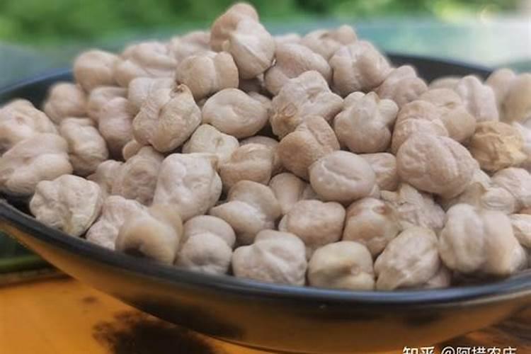 大鹰嘴豆什么时间种