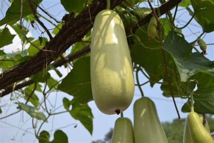 蒲瓜的栽培技术