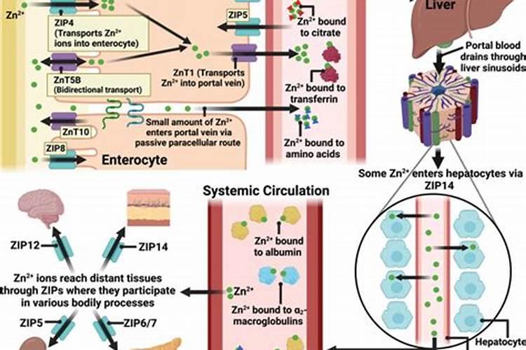 镁锌肥是什么肥料