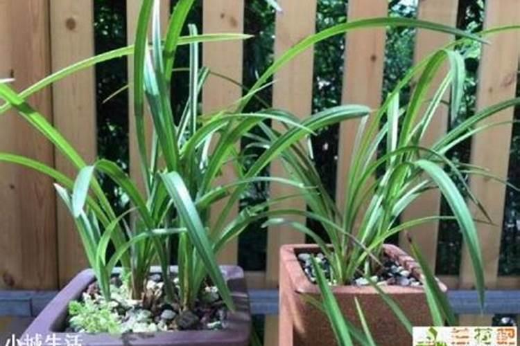 兰花如何施氮肥