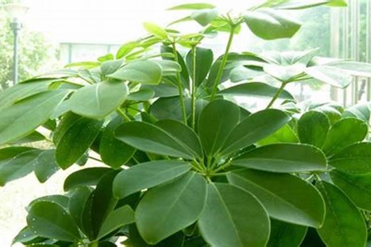 苄氨基嘌呤和芸苔素哪个好