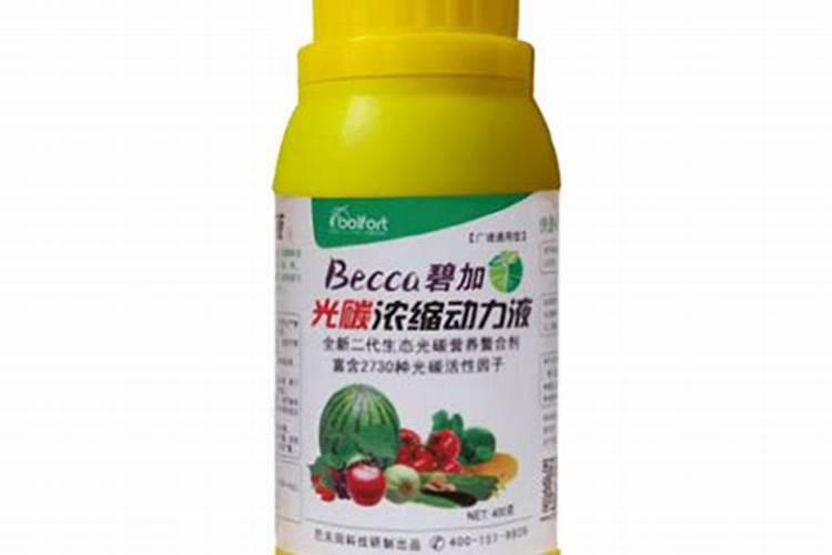 茶花施了磷肥,叶子开始发黄怎么办