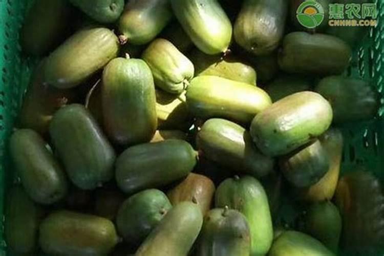 龙眼催花有哪些技术要点？