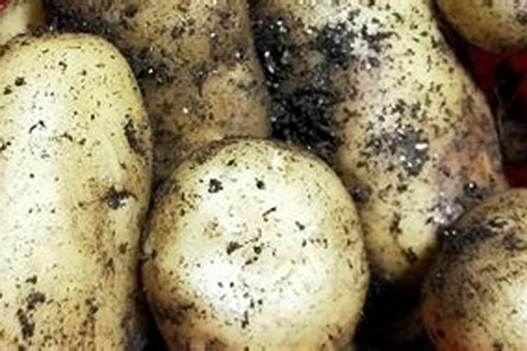 土豆开花后施什么肥料