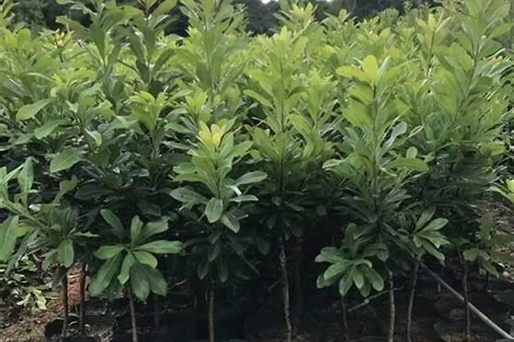 杨梅树用什么肥料最好