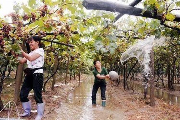 葡萄开花后施什么肥葡萄开花后怎么施肥