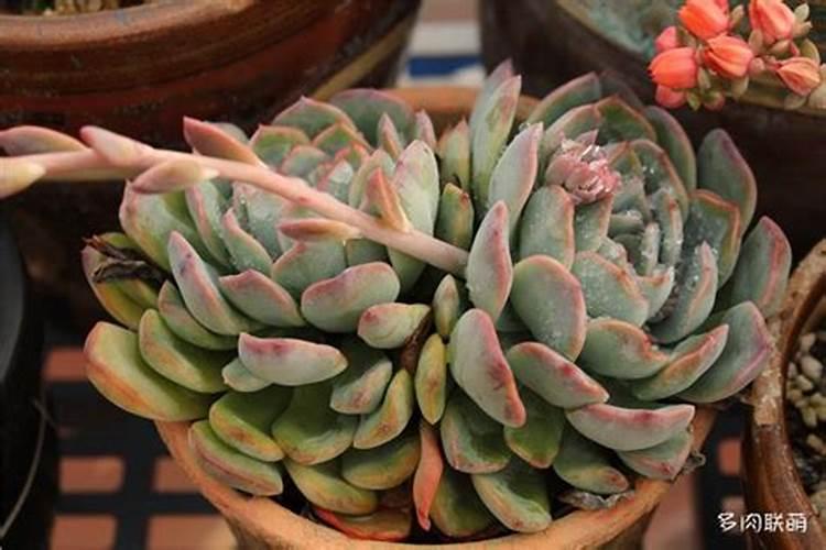 多肉植物施什么肥好