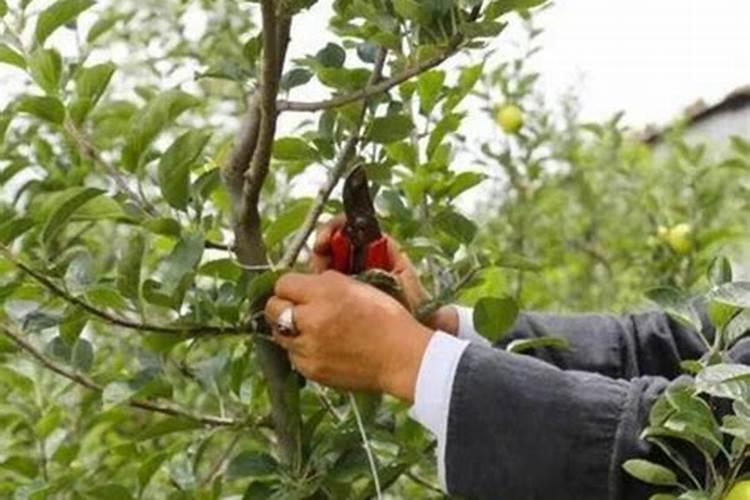 沃柑如何种植能高产 沃柑什么时候种植好