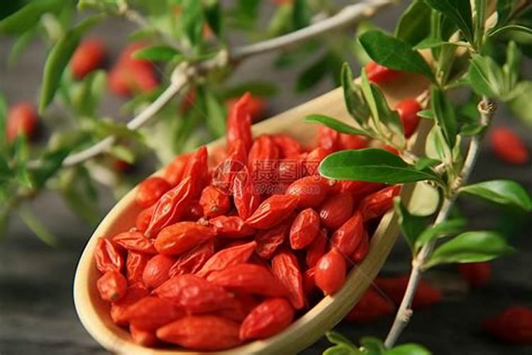 种在阳台的盆里有一次你拿了200碗里装不下这样省钱!