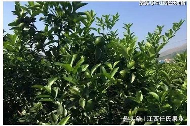 玉米什么时候打叶面肥好 使用方法有哪些