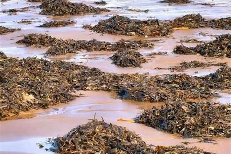 腊梅什么季节可以换盆