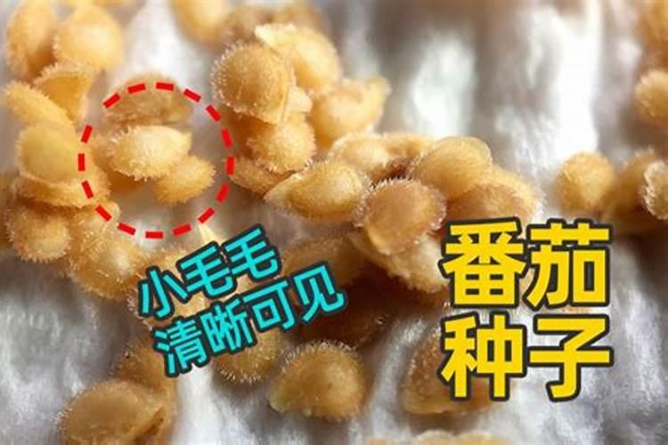 番茄移栽后多久施追肥,缓苗水冲什么肥？