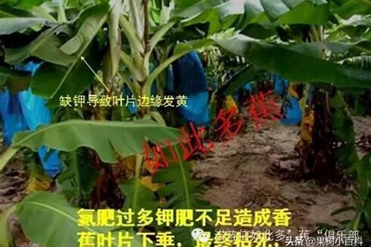 香蕉用什么肥料好