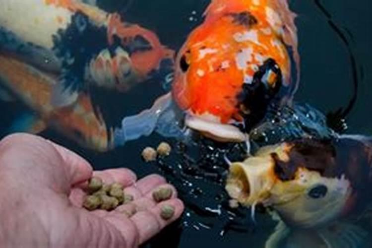 水产养殖中,水体溶氧不足的成因都有哪些？