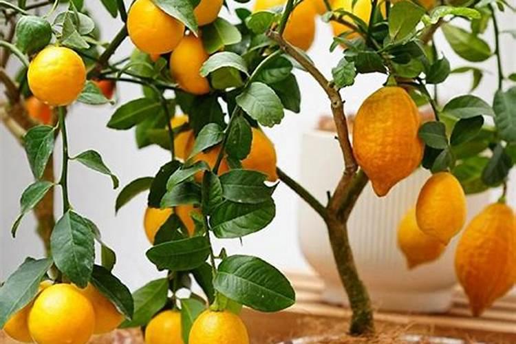 麒麟瓜和西瓜的区别有哪些