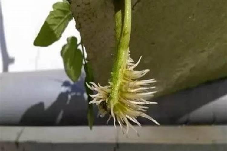 番茄全年营养管理,该如何施肥？