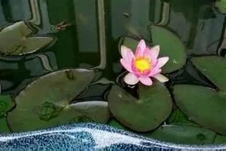 睡莲的生长环境和特点