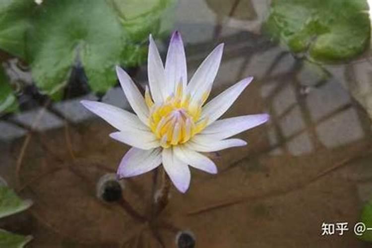 盆栽睡莲施什么肥最好