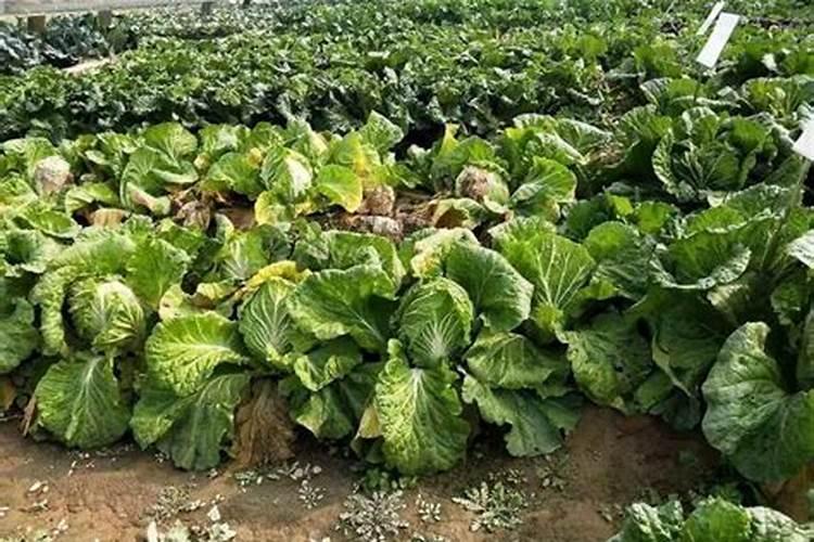 怎样给大白菜科学地施肥浇水？