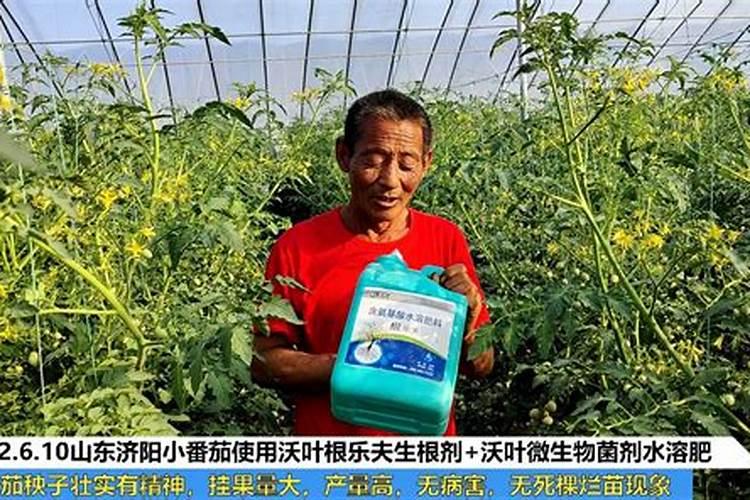 番茄怎么施肥才能高产