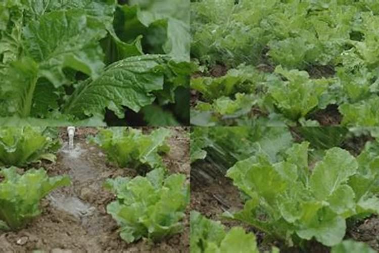 白菜怎么浇水施肥