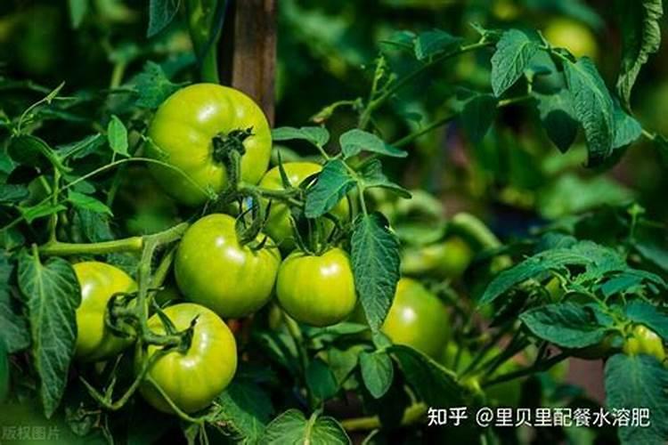 西红柿打什么叶面肥好