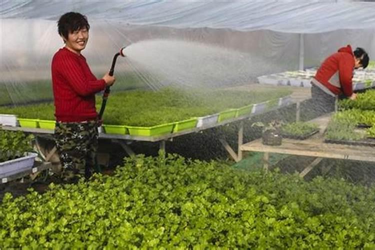 大棚蔬菜应该用什么肥料？