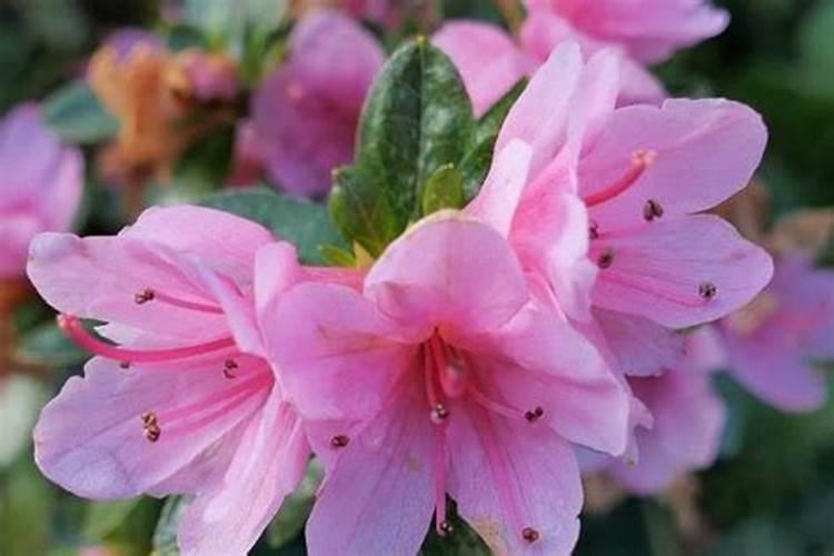 杜鹃花总是不开花是为啥