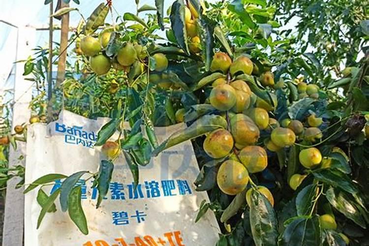 炒熟绿豆可以做肥料吗？