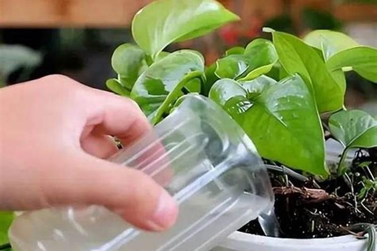 催花素的作用和特点